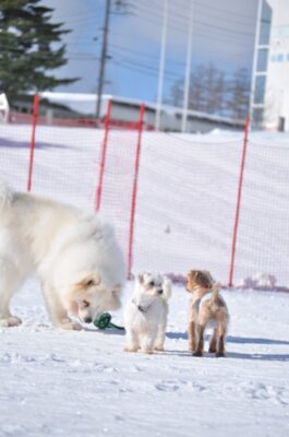 ONTAKE DOG RUN のご案内です。